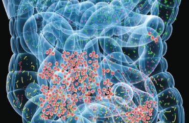 probiótico e a microbiota intestinal.