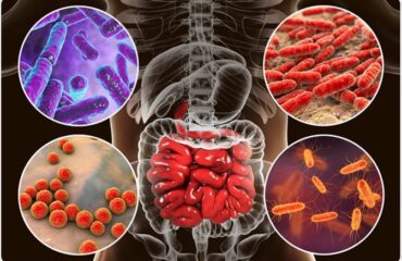 Flora intestinal ou microbiota