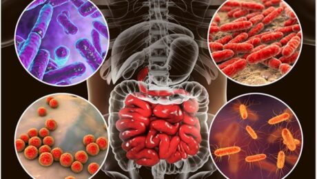 Flora intestinal ou microbiota