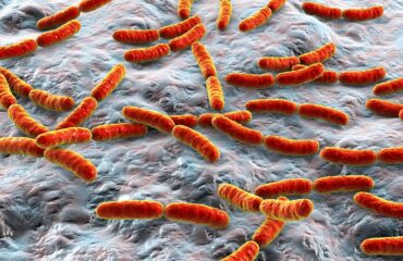 bactérias da microbiota intestinal