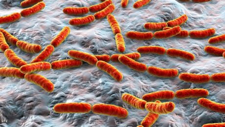 bactérias da microbiota intestinal