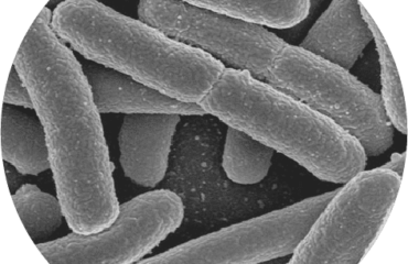 Lactobacillus acidophilus