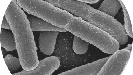 Lactobacillus acidophilus